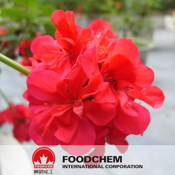 Geranium Extract